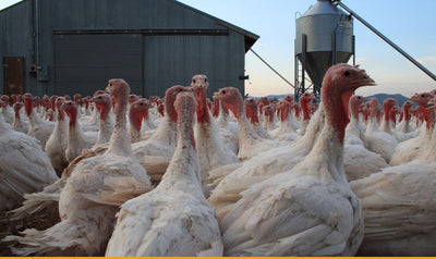turkey farm